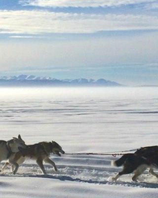 Dogs mushing on a frozen lake