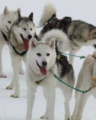 A team of sled dogs tethered on a teal leash