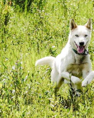 A dog leaping through green brush