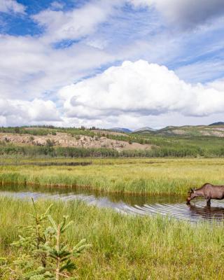 _MG_0614 - bioblitz moose_0.jpg