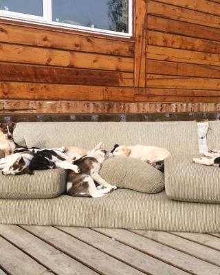 Tagish Lake Kennel.jpg