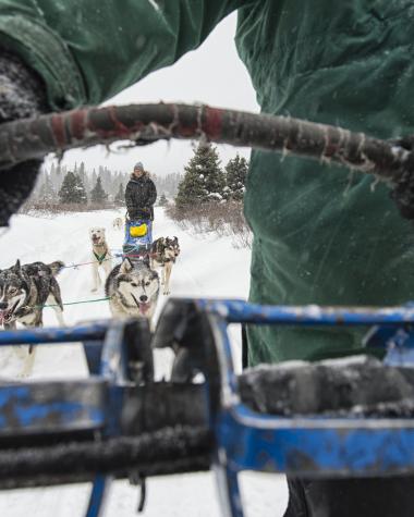 A team of sled dogs run in the white snow