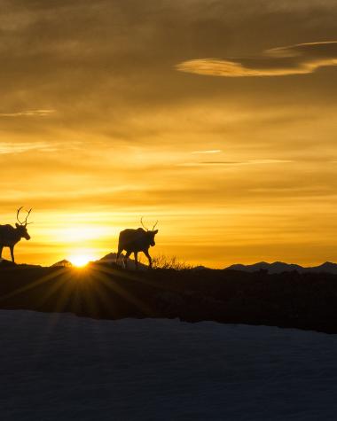 Caribou along the horizon in front of a golden setting sun