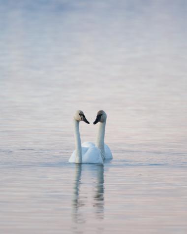 Two swans in the Yukon River