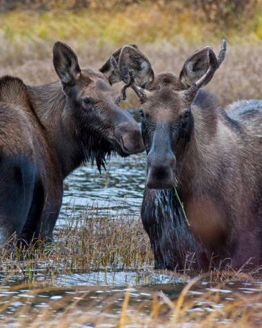 Two moose stand in a river