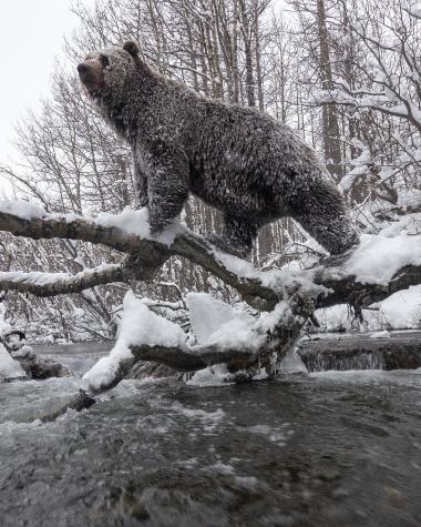 A frost-covered bear stands on a long over a flowing river