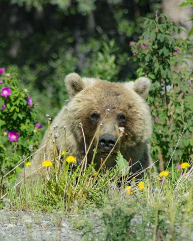 A grizzly bear eats along the side of the road