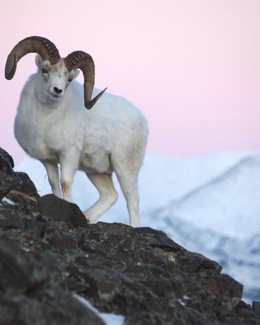 Dall sheep standing on a mountain slop under a pink sky