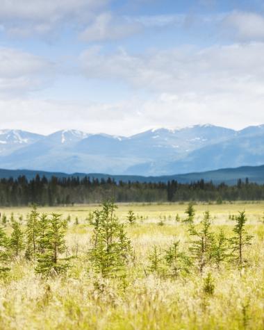 A moose stands in a field with mountains in the background at the  Yukon Wildlife Preserve, near Whitehorse, Yukon