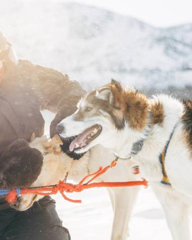 A woman in a hat and black parka pets two multi-coloured sled dogs 