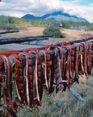 salmon drying