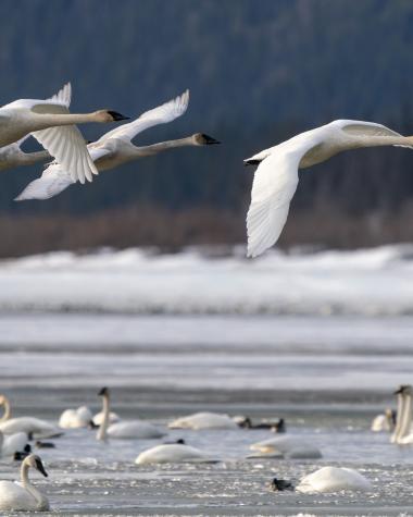 Swans take flight over the snowy banks of a large lake