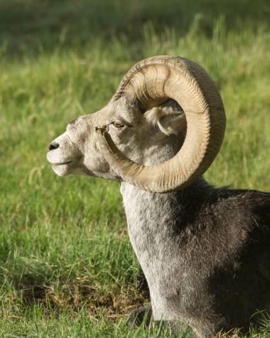 A dall sheep with a large, perfectly circular horn 