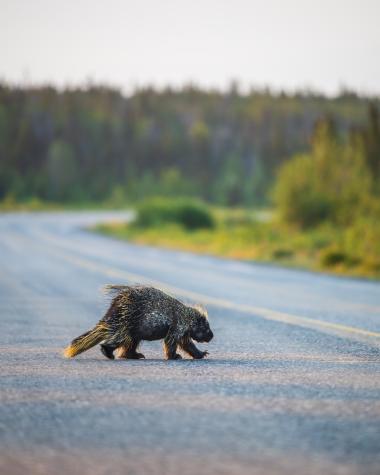 A porcupine crosses the road