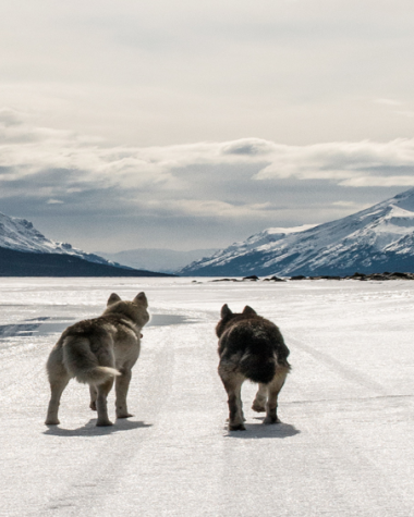 two dogs on a frozen lake