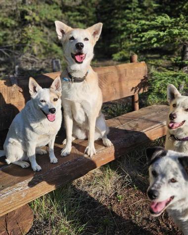 posing dogs