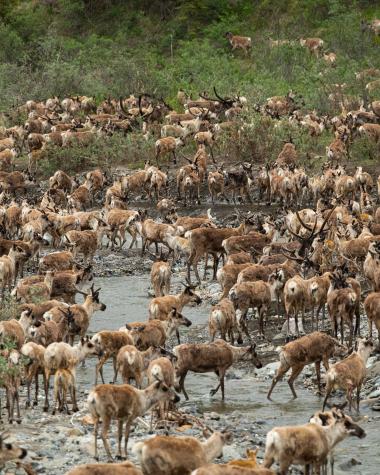 caribou herd in ivvavik