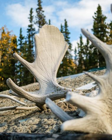Moose Antlers on the ground