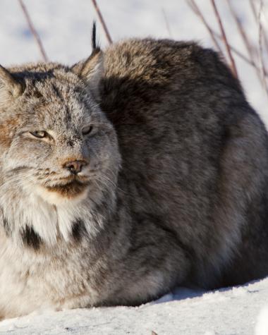 Winter magic at the Wildlife Preserve