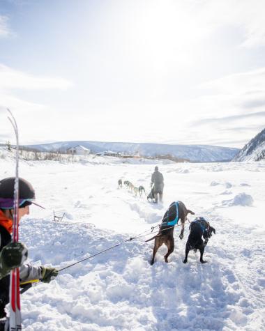 Dog mushing on a frozen lake