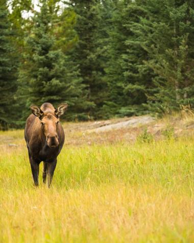 Moose-yukon-wildlife-preserve