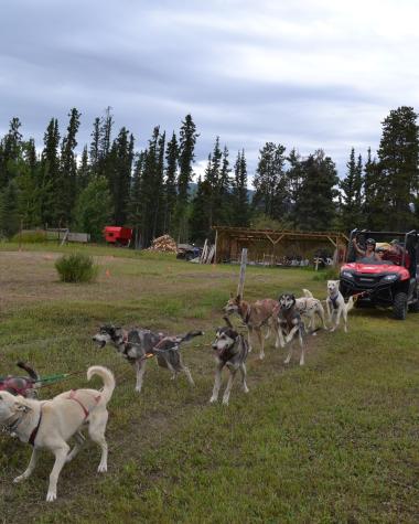 A 12 dog team runs in front the ATV