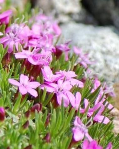 Yukon Wildflowers