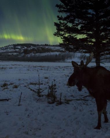 Auroras & Moose