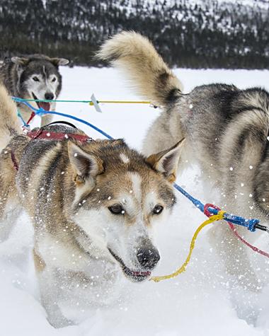 a team of 4 pulling a sled on a snowy lake