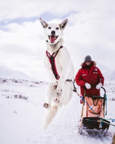 Husky Jumping!_0.jpg