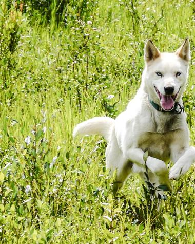 A dog leaping through green brush