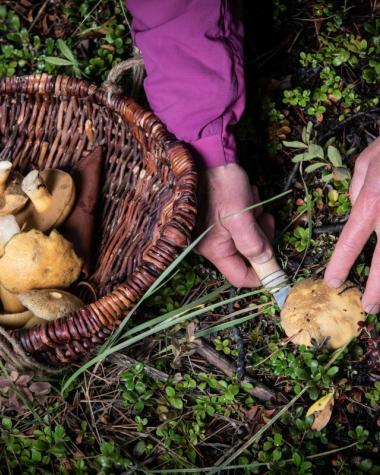 A person wearing a purple jacket harvests a mushroom among wild brush